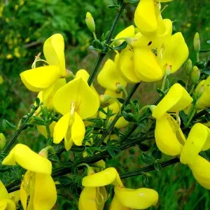 Broom Absolute Oil 5 ml