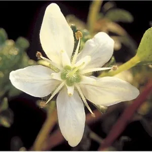 Buchu Essential Oil 15 ml