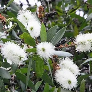 Cajeput Essential Oil 15 ml