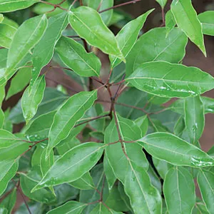 Camphor White Essential Oil 15 ml