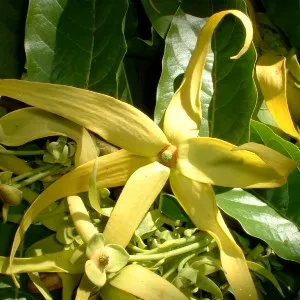 Cananga Essential Oil 15 ml