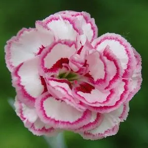 Carnation Absolute Oil 5 ml