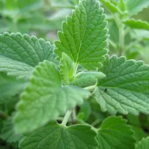 Catnip Essential Oil 15 ml