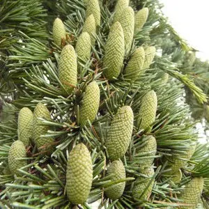 Cedarwood Himalayan Essential Oil 15 ml