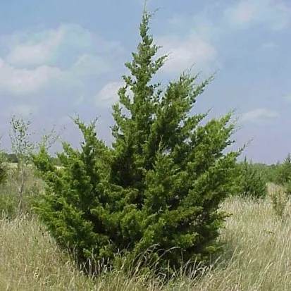 Cedarwood Texas Essential Oil 15 ml