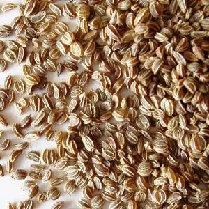 Celery Seed Essential Oil 15 ml