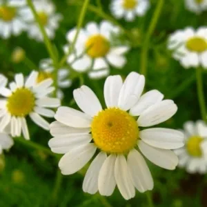 Chamomile German Essential Oil 15 ml
