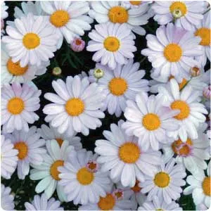 Chamomile Roman Essential Oil 15 ml