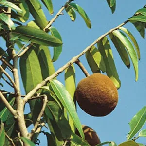 Chaulmoogra Essential Oil 15 ml