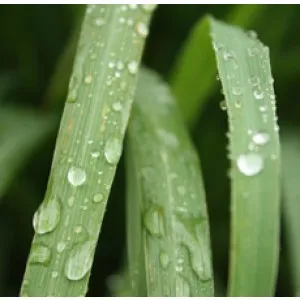 Citronella Java Essential Oil 15 ml