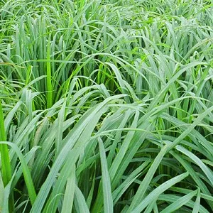 Citronella Essential Oil 15 ml