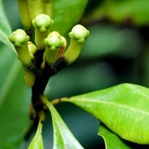 Clove Stem Essential Oil 15 ml