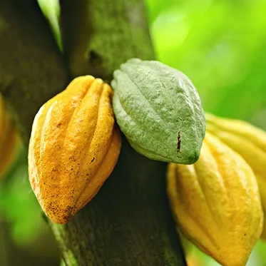 Cocoa Absolute Oil 5 ml