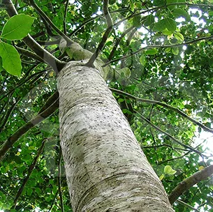 Copaiba Balsam Essential Oil 15 ml