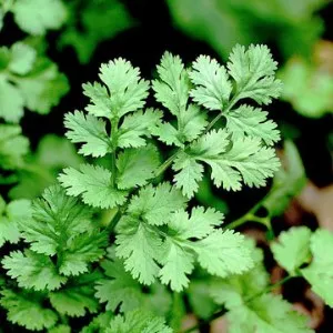 Coriander Essential Oil 15 ml