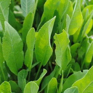 Costmary Essential Oil 15 ml