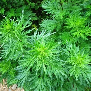 Davana Essential Oil 15 ml