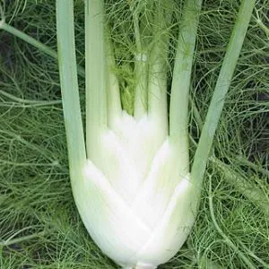 Fennel Essential Oil 15 ml