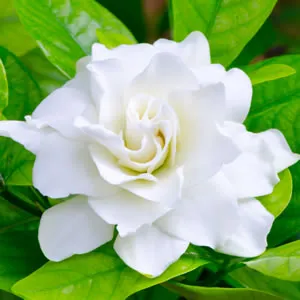 Gardenia Essential Oil 15 ml