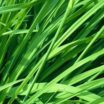 Ginger Grass Essential Oil 15 ml