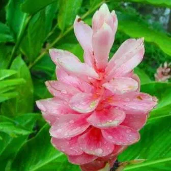 Ginger Lily Essential Oil 15 ml