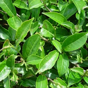 Green Tea Absolute Oil