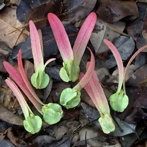 Gurjun Essential Oil 15 ml