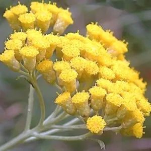 Helichrysum Essential Oil 15 ml