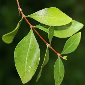 Henna Essential Oil 15 ml