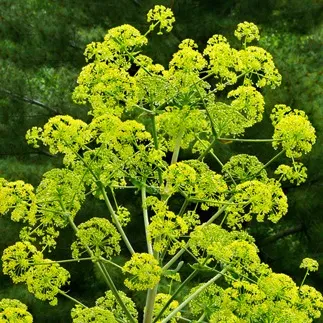 Hing (Asafoetida) Essential Oil 15 ml