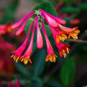 Honeysuckle Essential Oil 15 ml