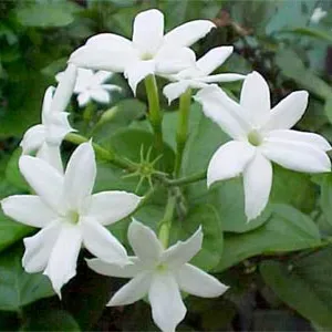 Jasmine Grandiflorum Absolute Oil 5 ml