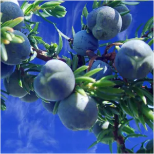 Juniper Berry Essential Oil 15 ml