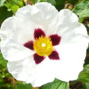 Labdanum Essential Oil 15 ml