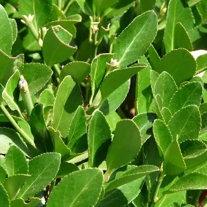 Laurel Leaf Essential Oil 15 ml