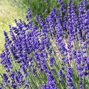 Lavandin Essential Oil 15 ml