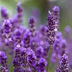 Lavender Essential Oil 15 ml