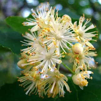 Linden Blossom Absolute Oil