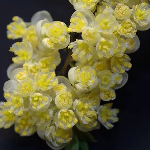 Litsea Cubeba Essential Oil 15 ml