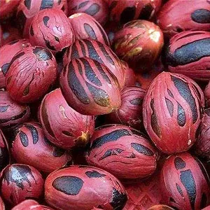 Mace Essential Oil 15 ml