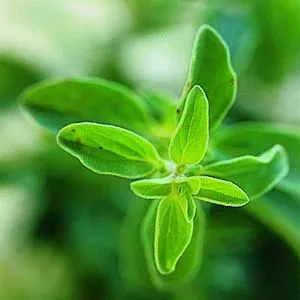 Marjoram Essential Oil 15 ml