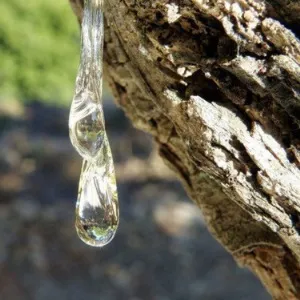 Mastic Essential Oil 15 ml