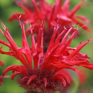 Monarda Essential Oil 15 ml