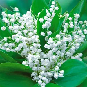 Muguet Essential Oil 15 ml