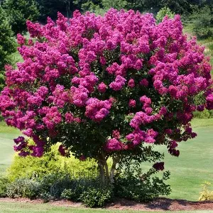 Myrtle Essential Oil 15 ml