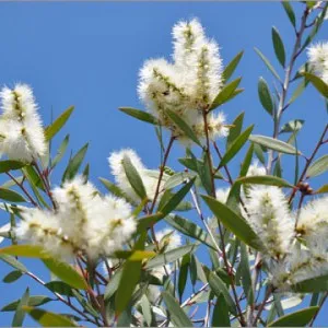 Niaouli Essential Oil 15 ml