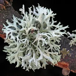 Oakmoss Absolute Oil