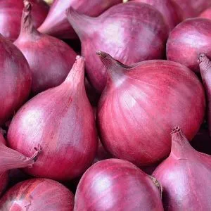 Onion Essential Oil 15 ml