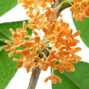 Osmanthus Absolute Oil