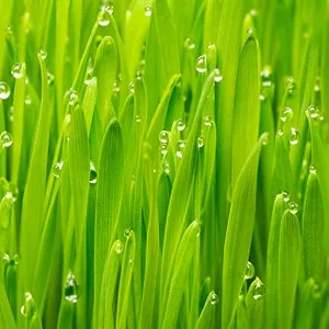 Palmarosa Essential Oil 15 ml